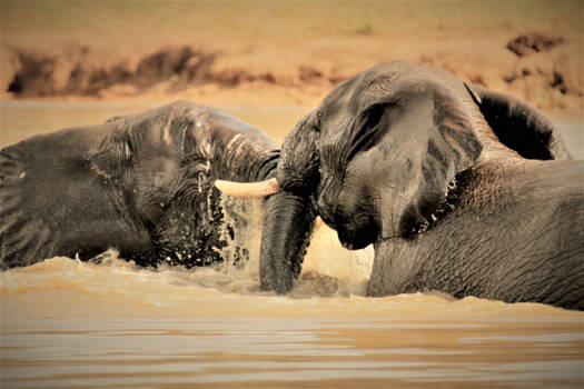 Mpumalanga - playfull elephants