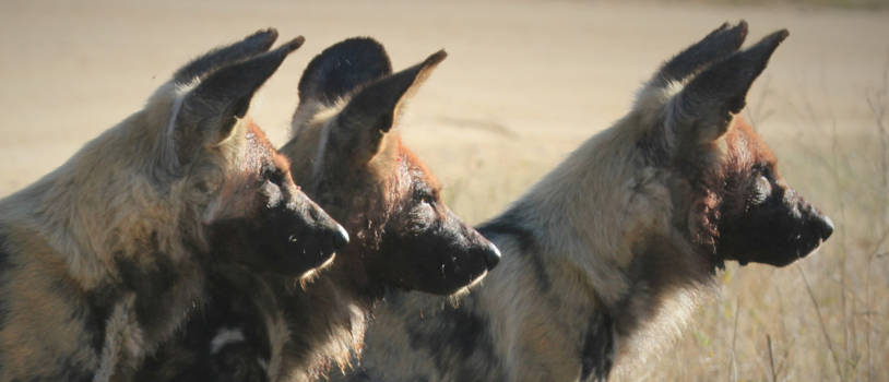 Mpumalanga - wild dogs on the hunt