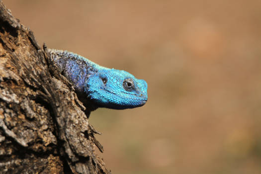 Mpumalanga - Colourful blue-headed agama lizard