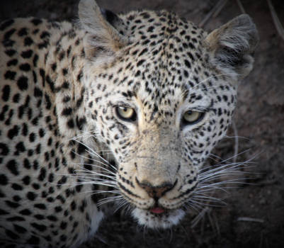 Mpumalanga - leopard sighting