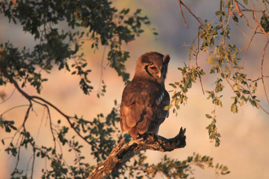 Mpumalanga - Sunbathing owl