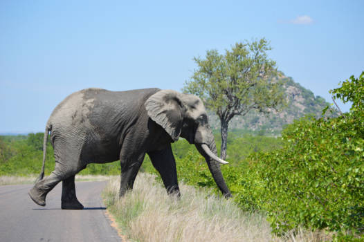 Krugerpark - Even oversteken