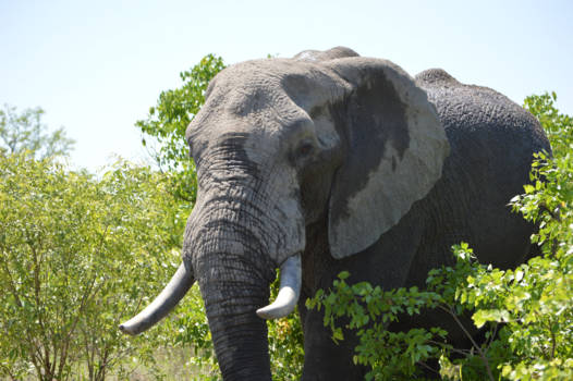 Krugerpark - Olifant Krugerpark