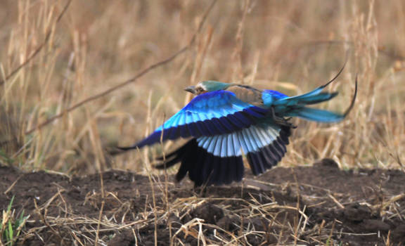 Mpumalanga - lilac breasted roller in flight