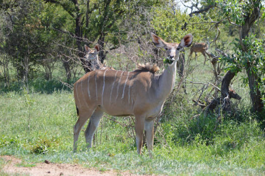 Krugerpark - een van de vele dierenin het Krugerpark