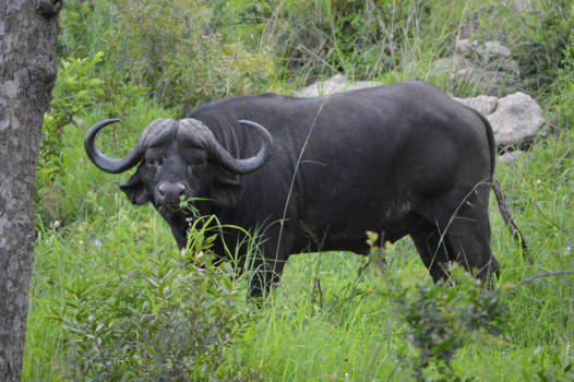 Krugerpark - Eén van de big five