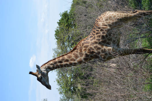 Krugerpark - een giraf in het park