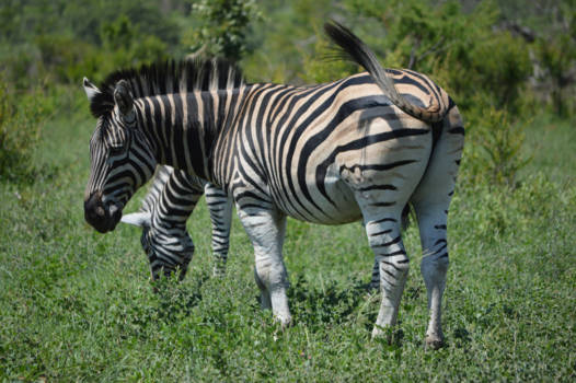 Krugerpark - een zebra in het park