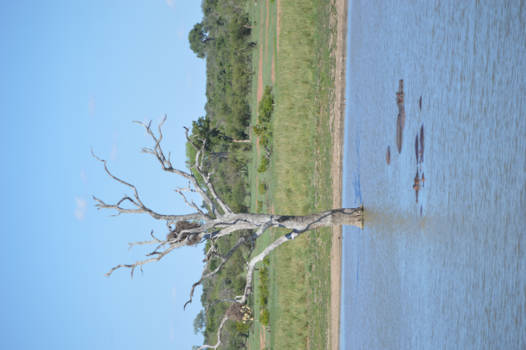 Krugerpark - een poeltje ergens in het park