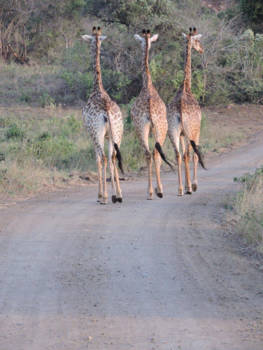 Rondreis van Johannesburg naar Kaapstad - Hluhluwe park