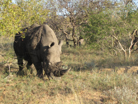 Rondreis Zuid-Afrika in drie weken - Witte Neushoorn in Balule reservaat Zuid-Afrika