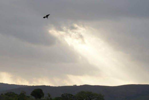 Rondreis van Johannesburg naar Kaapstad - Hluhluwe in vogelvlucht