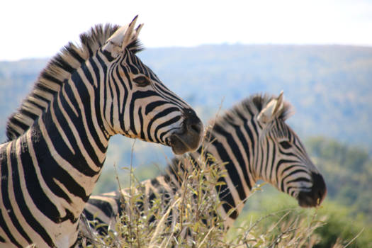 Pilanesberg National Park - Kijk daar is...