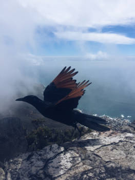Kaapstad - Some birds just aren't meant to be caged.