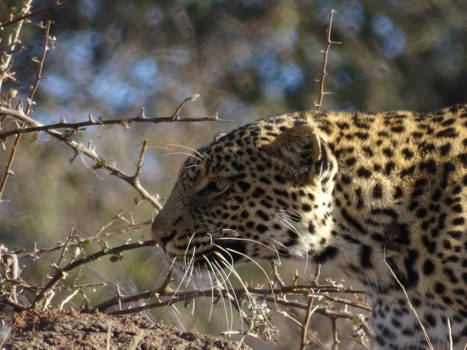 Rondreis Zuid-Afrika in drie weken - Uniek, zelfs in Afrika! Een luipaard van zo dichtbij.