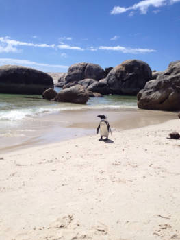 Boulders Beach - Chillin like a penguin.