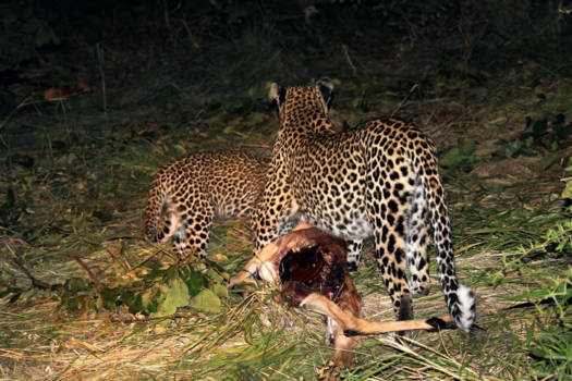 Rondreis Zuid-Afrika in drie weken - Hoe leert een welp zelfstandig overleven in de natuur