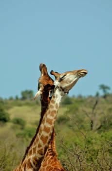 Krugerpark - Innige verstrengeling