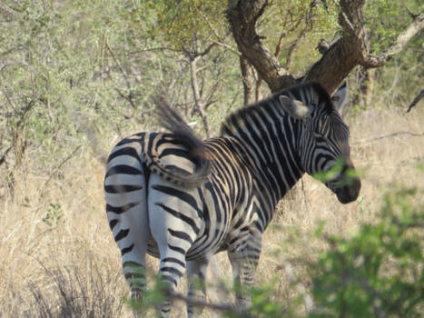 Rondreis van Johannesburg naar Kaapstad - You got my back!