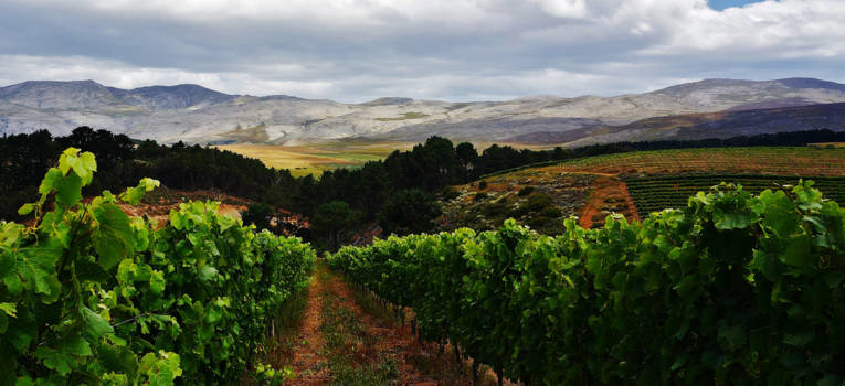 West-Kaap - Een vallei vol druiven