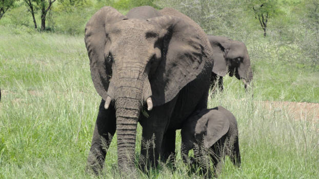 Krugerpark - Olifanten in het Krugerpark