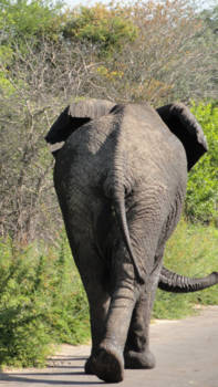 Krugerpark - Van achteren