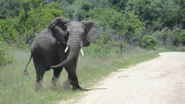 Krugerpark - Bijna op de weg!
