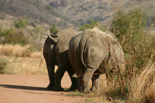 Pilanesberg National Park - Best Friends Forever