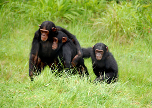 Rondreis van Johannesburg naar Kaapstad - Vriendjes