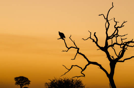 Krugerpark - Zonsondergang in het Krugerpark
