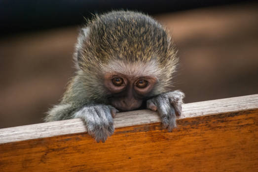 Krugerpark - Nieuwsgierig