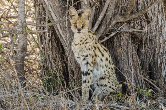 Krugerpark - Een bijzondere ontmoeting