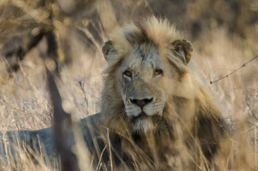 Krugerpark - De koning van de savanne