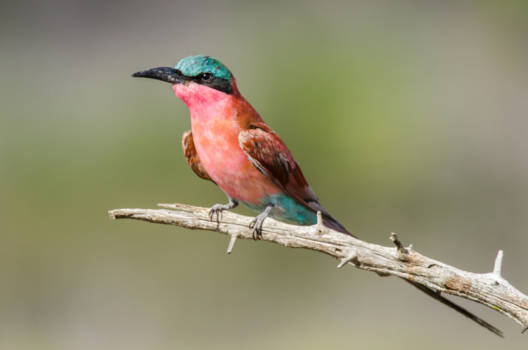 Krugerpark - Vrolijke kleurenpracht