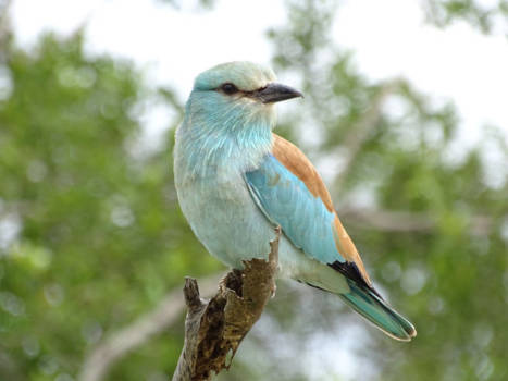 Krugerpark - Pretty bird