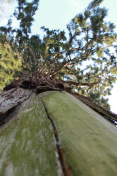 Noordwest - Segoya in Nederland