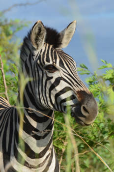 Rondreis Zuid-Afrika in drie weken - zonder woorden