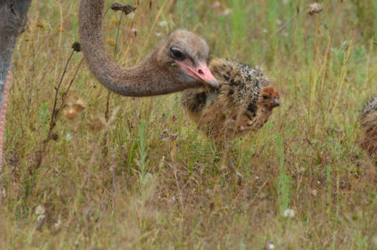 Rondreis Zuid-Afrika in drie weken - zo moeder zo dochter