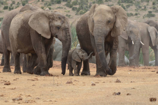 Rondreis Zuid-Afrika in drie weken - één hele grote familie!