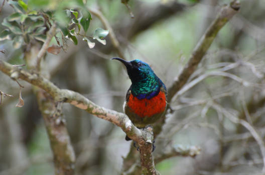 Rondreis Zuid-Afrika in drie weken - alle kleuren van de regenboog!