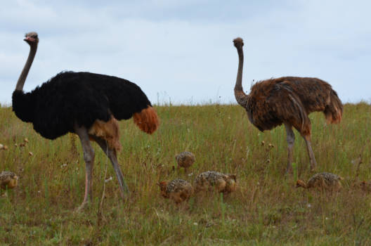 Rondreis Zuid-Afrika in drie weken - Papa,Mama en de kinderen