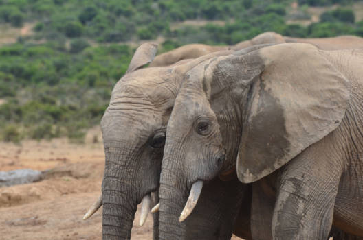 Rondreis Zuid-Afrika in drie weken - één woord, GEWELDIG!