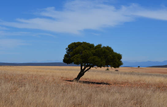 Rondreis Zuid-Afrika in drie weken