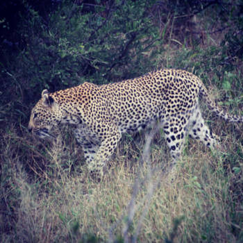 Rondreis van Johannesburg naar Kaapstad - Hunting Leopard