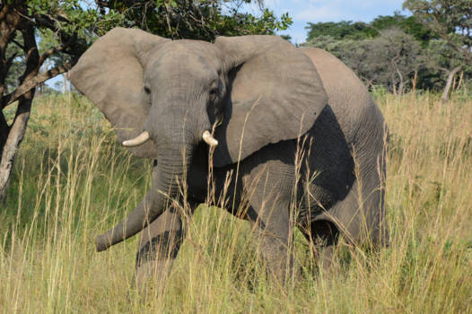 Rondreis Zuid-Afrika in drie weken - Imponerend
