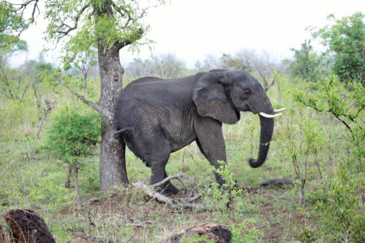 Krugerpark - schurkende olifant