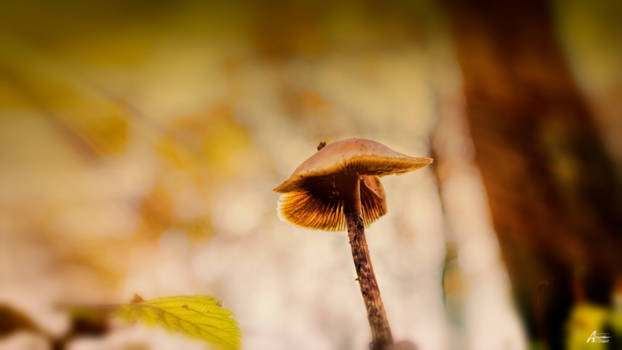 Krugerpark - Kerkpolder Delft: Mushrooms