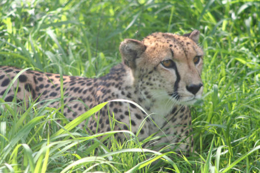 Rondreis van Johannesburg naar Kaapstad - Mamma gaat even boodschappen doen.