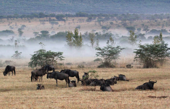 Waterberg - Gamedrive in de vroege ochtend.