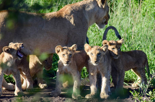 Krugerpark - Een kadootje van Moeder Natuur
